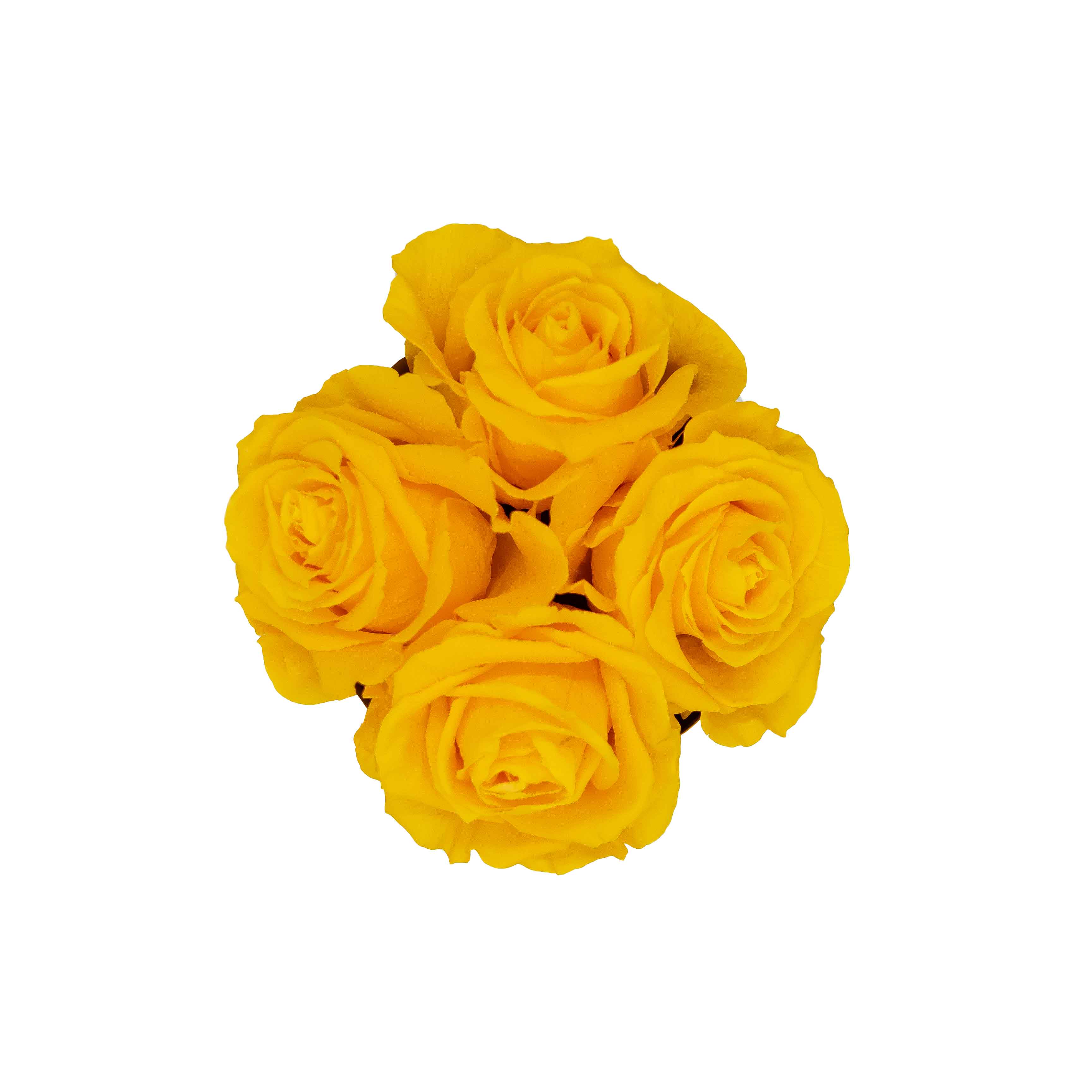 Stone-tone preserved roses – minimalist elegant floral gift Evergreen Roses.