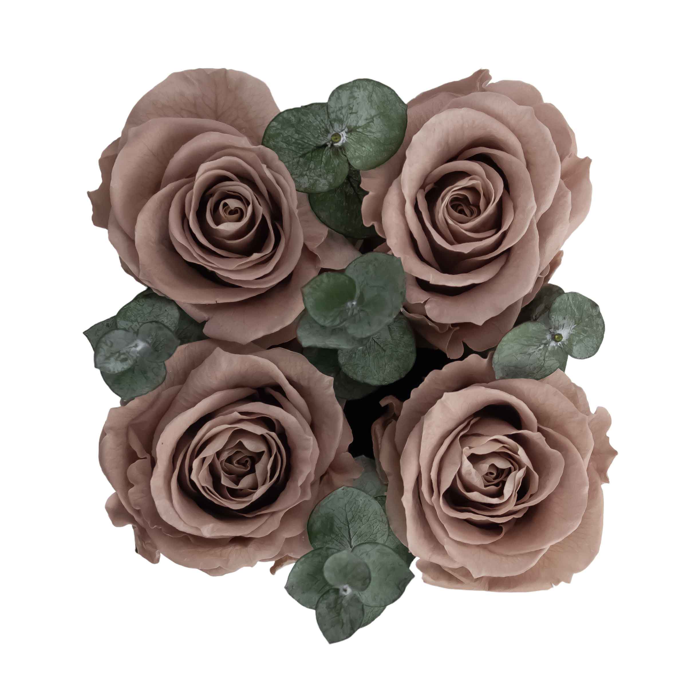 Compliment White with Eucalyptus